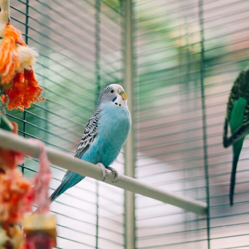 Colorful parrots birds inside in a cage