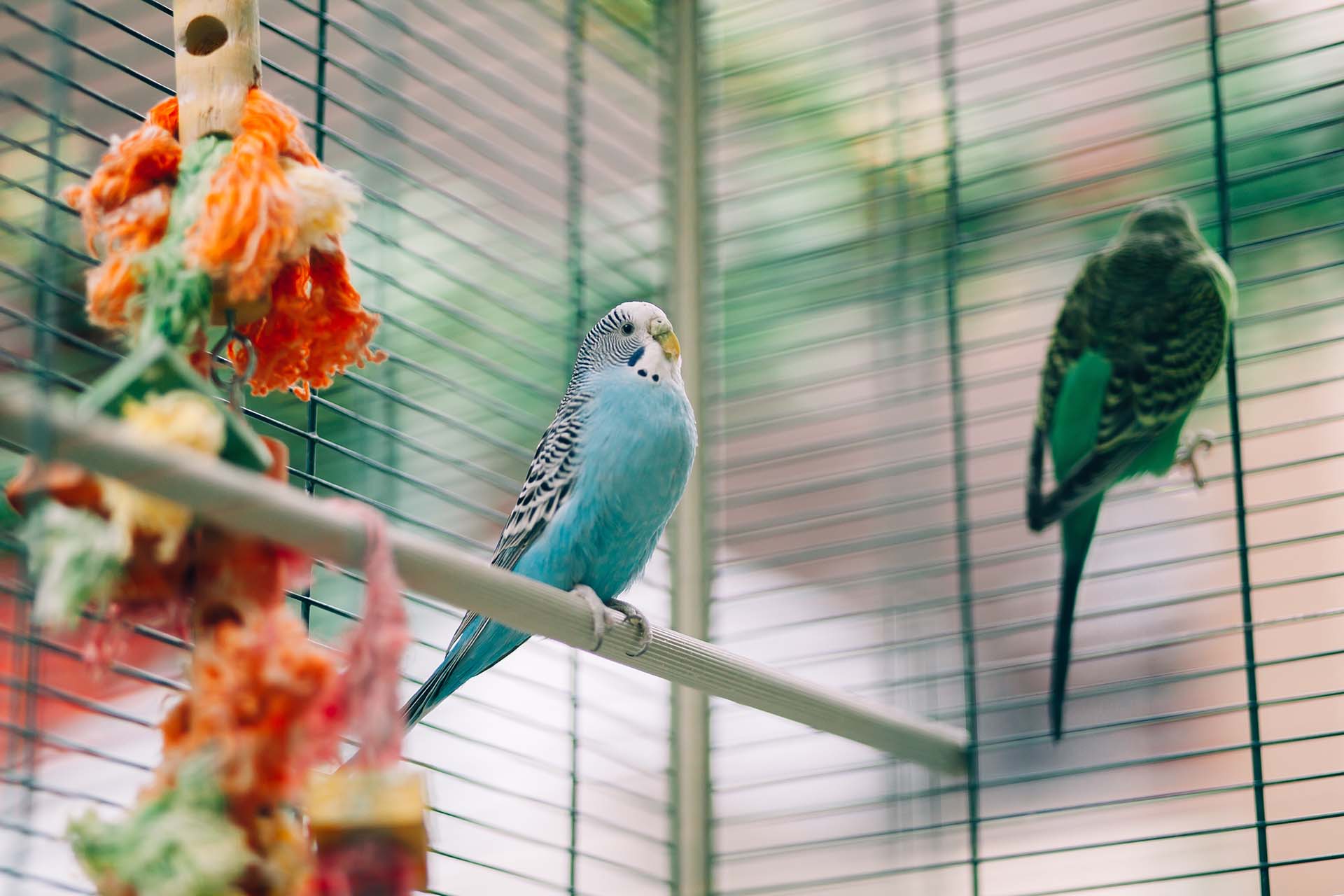 Colorful parrots birds inside in a cage