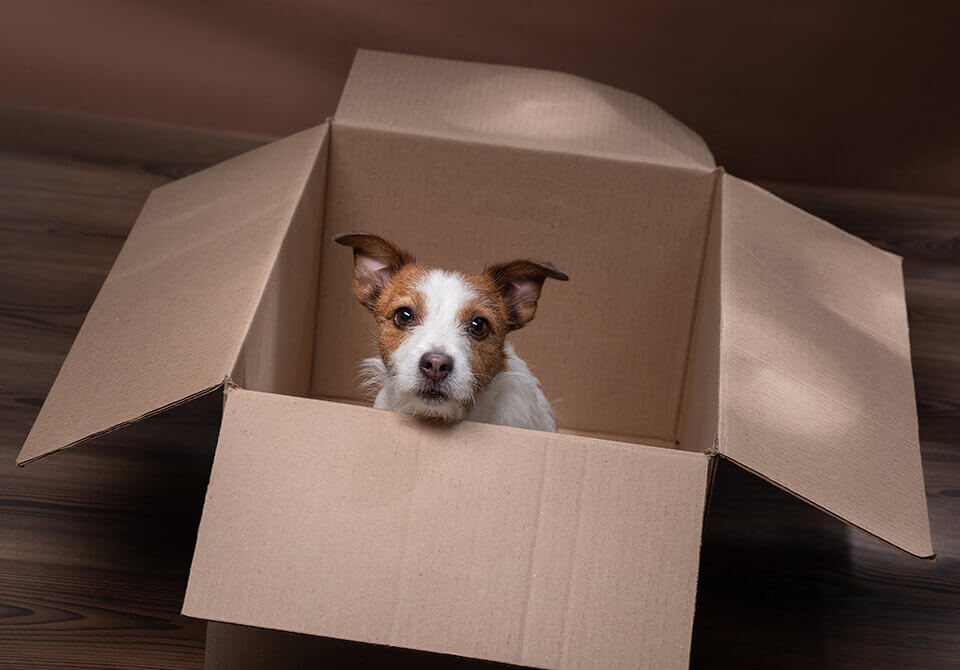 puppy-in-a-box